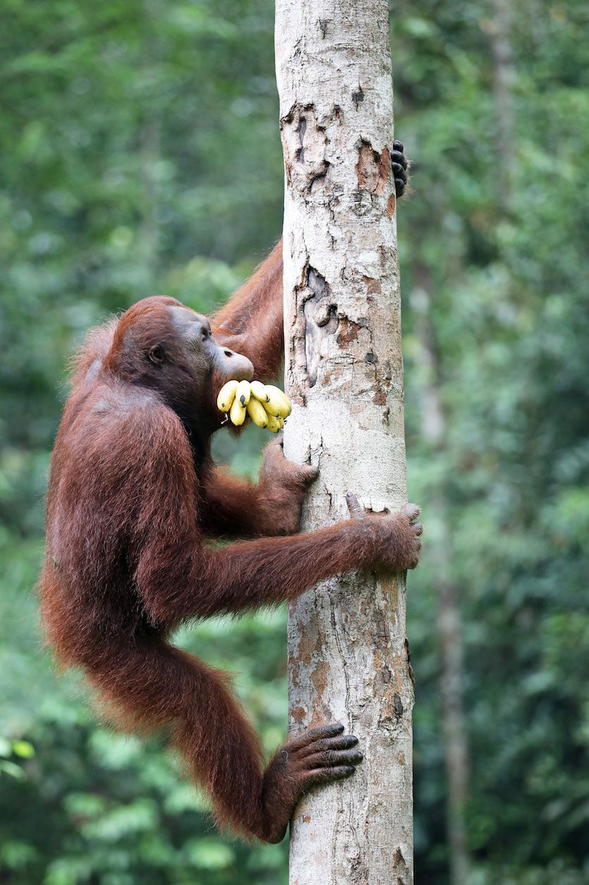 Orang-Utan klettert mit Bananen im Mund einen Baumstamm hoch.